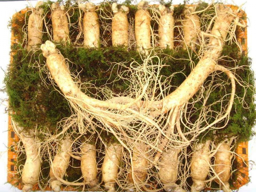 NHÂM SÂM TƯƠI LOẠI 18- 20 CỦ